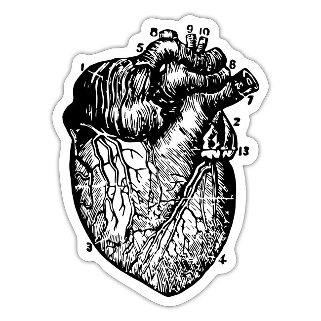 Big Heart - Vintage Medical Illustration