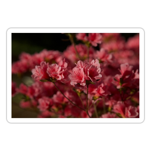 Spring Pink Azaleas - Sticker