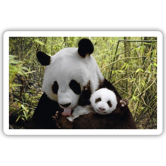 panda