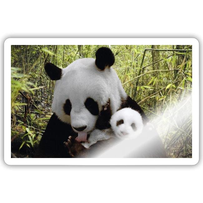 panda