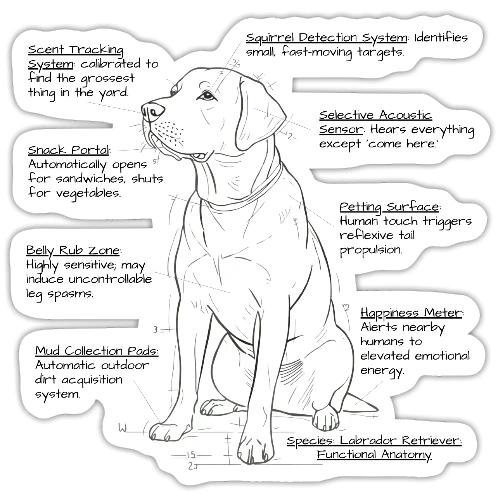 Labrador Retriever Functional Anatomy - Sticker
