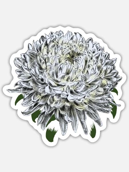 Snow Chrysanthemum Sketch Botanical Print - Sticker - white matte