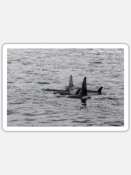 Alaska Orca Pod - Sticker - white matte
