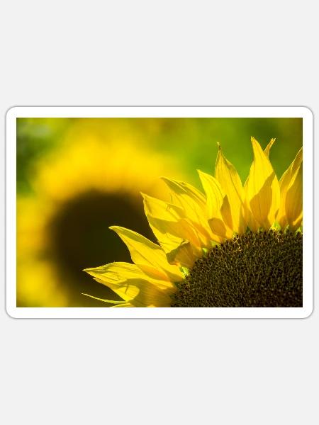 Sunflower Burst - Sticker - white matte