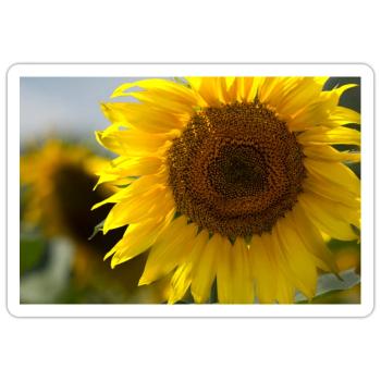 Sunlit Spiral Sunflower - Sticker - white matte - Front