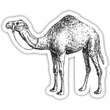 Camel T-Shirt - Sticker - white matte - Front
