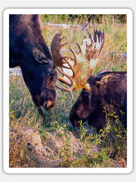 Moose - Sticker - white matte