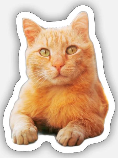 Orange Cat - Sticker - white matte