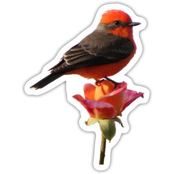 Vermilion Flycatcher - Sticker - white matte - Front