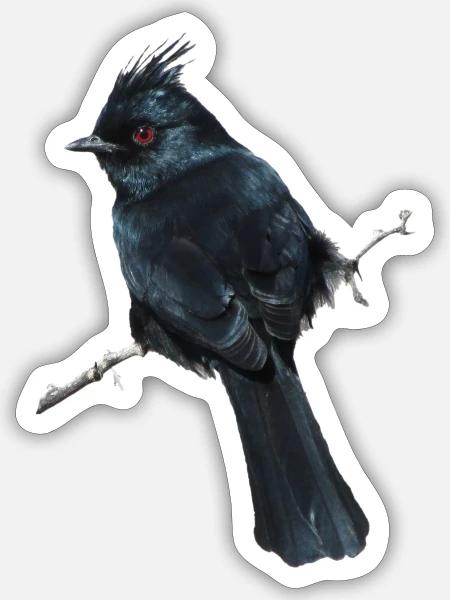 Phainopepla Bird - Sticker - white matte