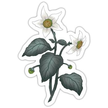 Calamondin Nightshade - Sticker - white matte - Front