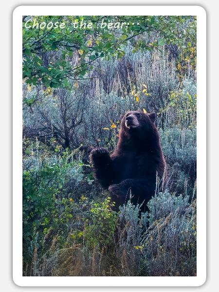 Choosing The Bear - Sticker - white matte