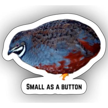 Small as a Button Quail - Sticker - white matte - Front