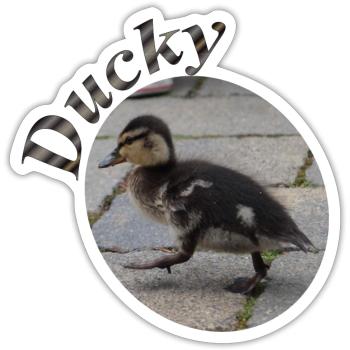 Ducky - Sticker - white matte - Front