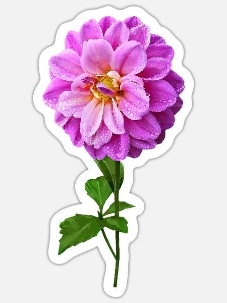Pink Dahlia With Dew - Sticker - white matte