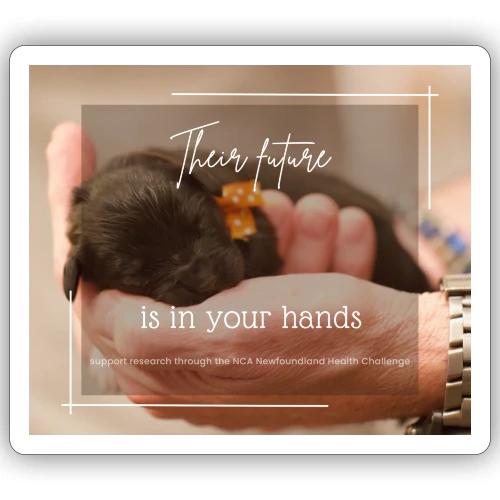 Their Future Is in Your Hands Research Fundraiser - Sticker