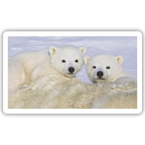 polarbears - Sticker