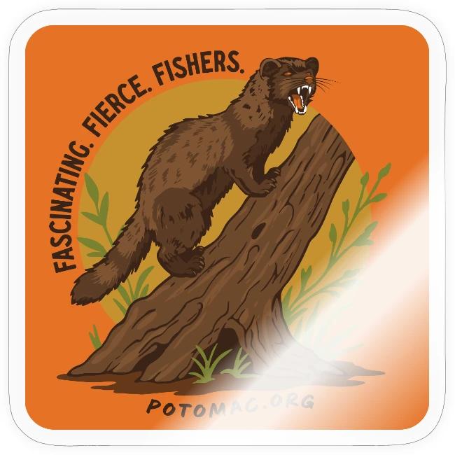 2025 Potomac Animal of the Year: Fisher
