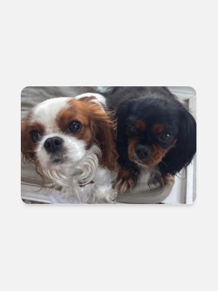 Cavalier Duo on Bench - Rectangle Magnet - white - Front