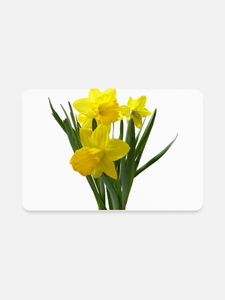 Three Daffodils Standing Guard - Rectangle Magnet - white - Front