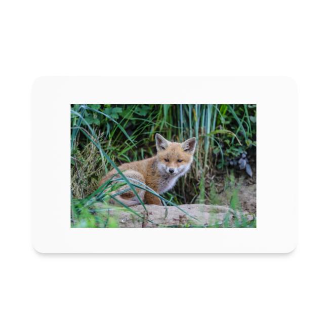 fox