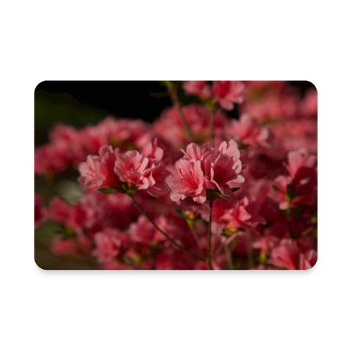 Spring Pink Azaleas - Rectangle Magnet
