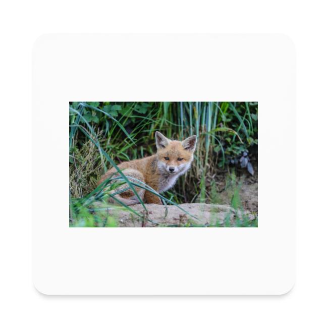 fox