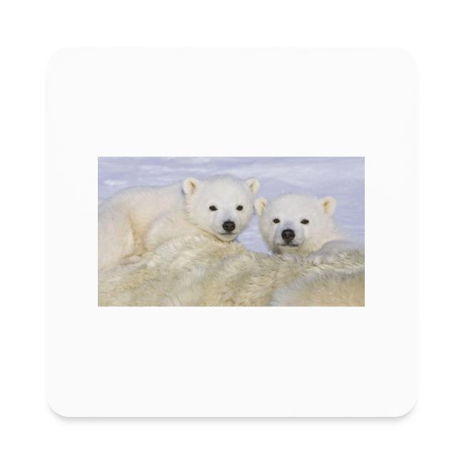 polarbears
