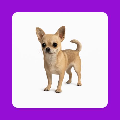 Chihuahua - Square Magnet