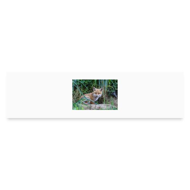 fox
