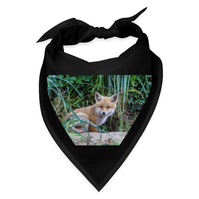 fox