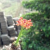 toandang1306