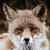 WishingFox