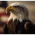 migratory eagle