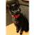 Everything Black Cat