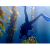 Scientific Diving - Santa Barbara
