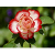 Flowerdom