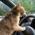 gamecat2300